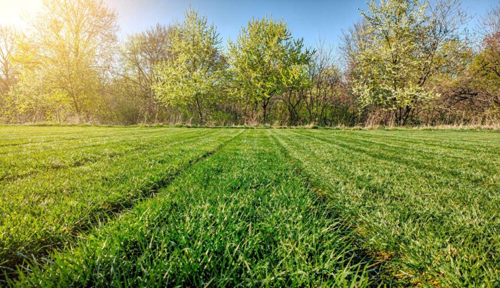 Das genaue Datum, um nach dem Winter wieder den Rasen zu mähen: laut Experten