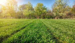 Das genaue Datum, um nach dem Winter wieder den Rasen zu mähen: laut Experten