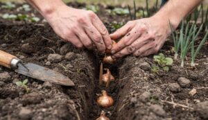 Zwiebeln stecken im März: Diese häufige Pflanztiefe-Fehler kosten die Ernte