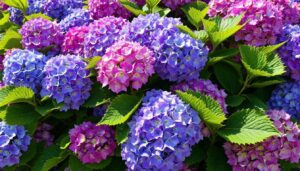 Seit ich Kaffeesatz unter meine Hortensien mische, blühen sie intensiver als je zuvor